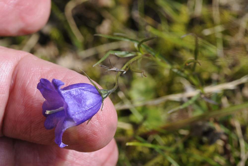 Campanula  a me sconosciuta