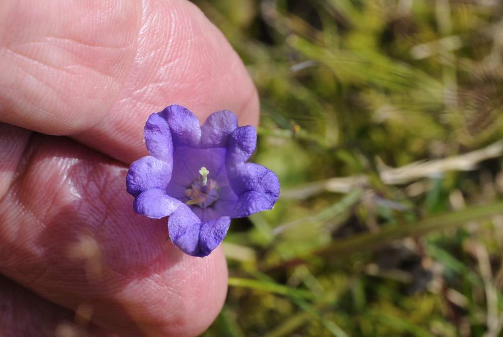 Campanula  a me sconosciuta