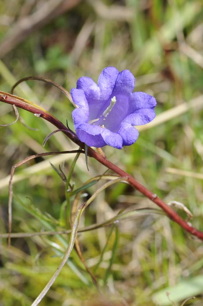 Campanula  a me sconosciuta