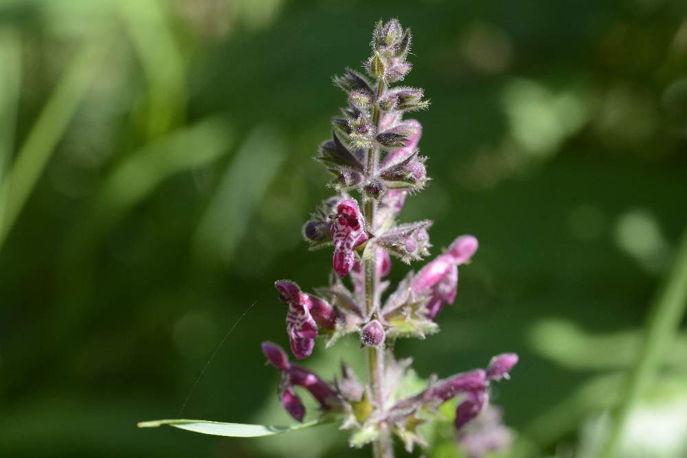 Stachys sylvatica