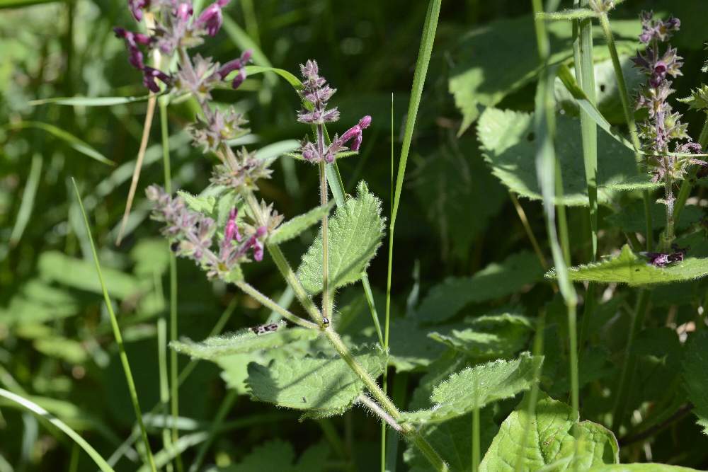 Stachys sylvatica