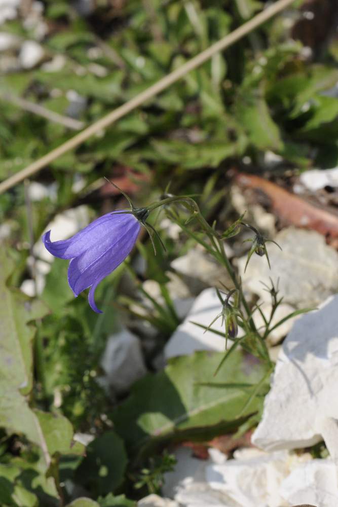 Campanula  sconosciuta