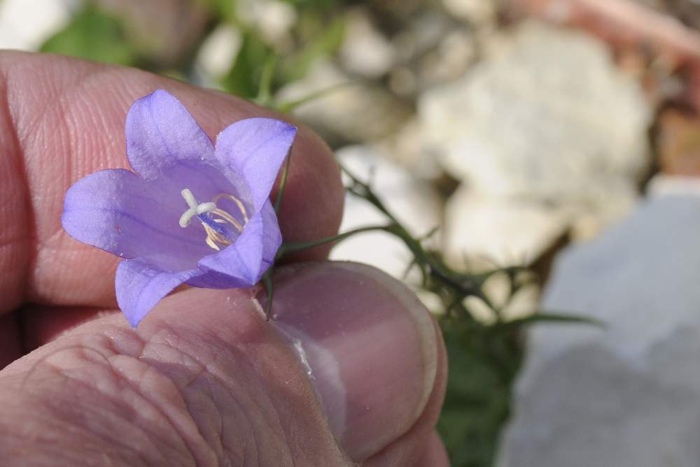 Campanula  sconosciuta