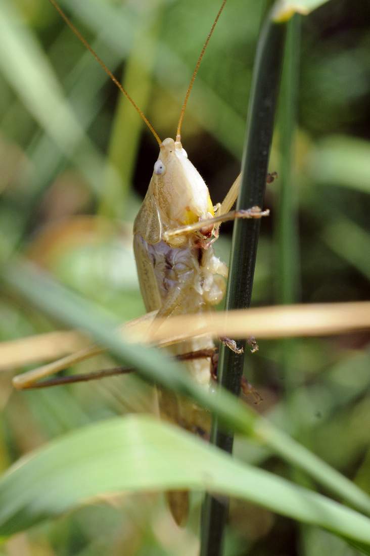 Ruspolia nitidula (Conocephalidae) da Treviso