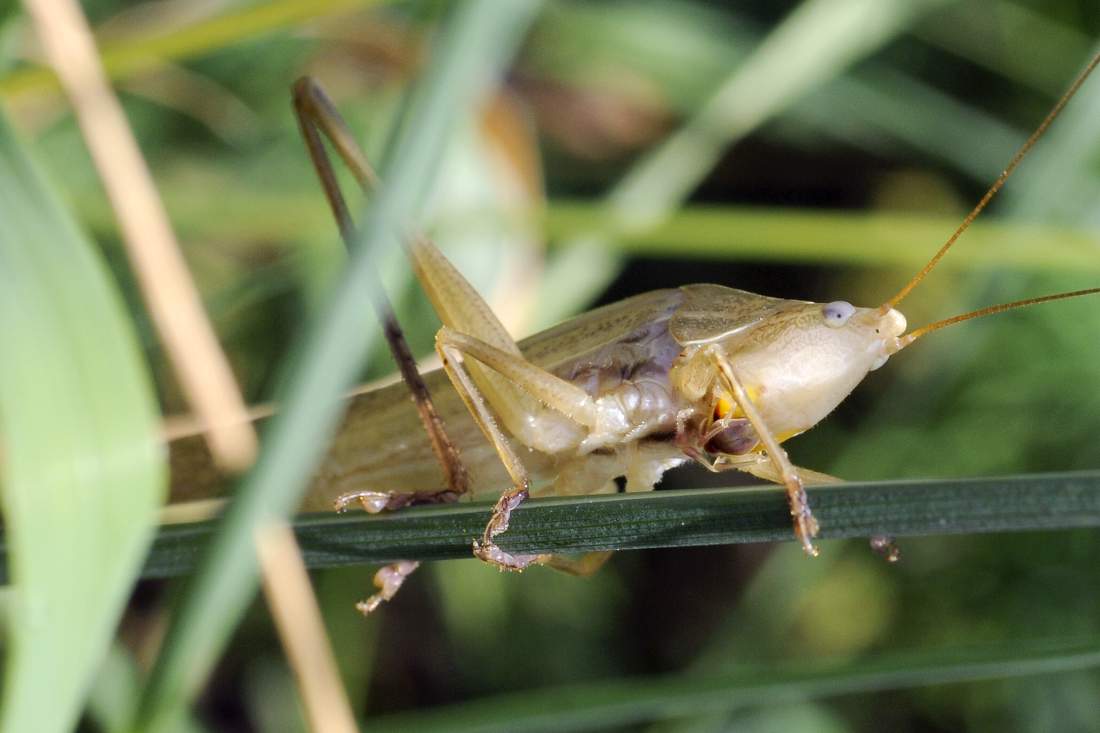 Ruspolia nitidula (Conocephalidae) da Treviso