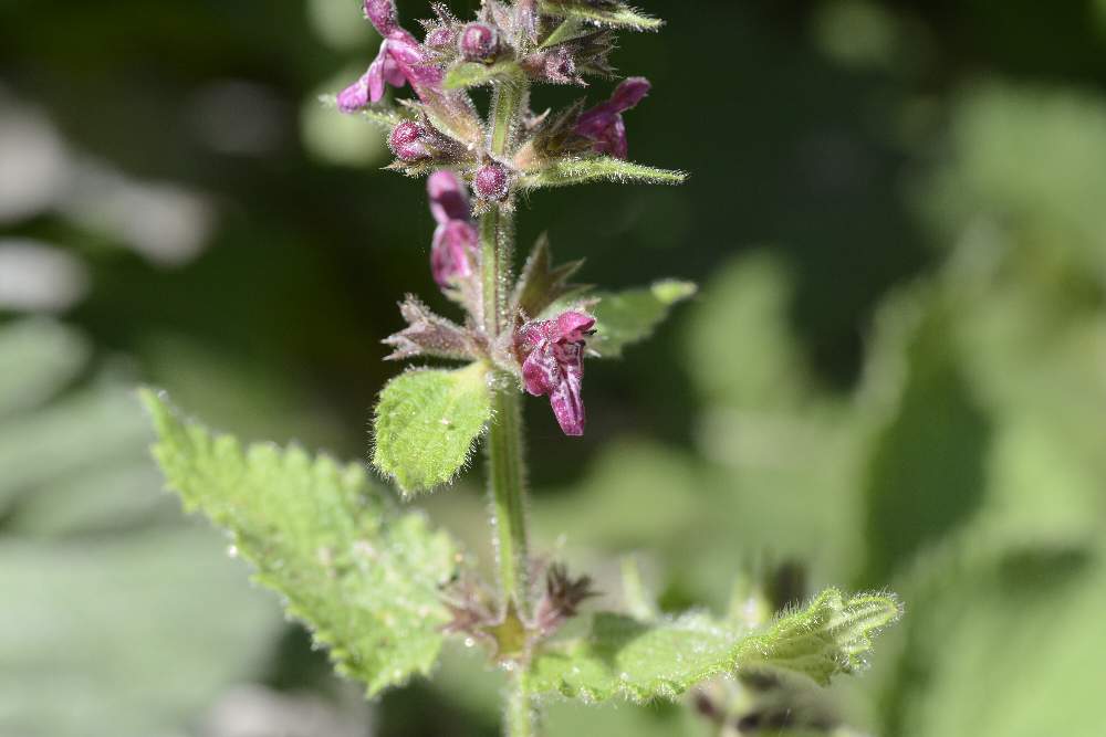 Stachys sylvatica