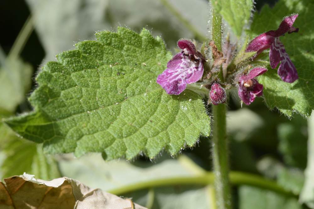 Stachys sylvatica