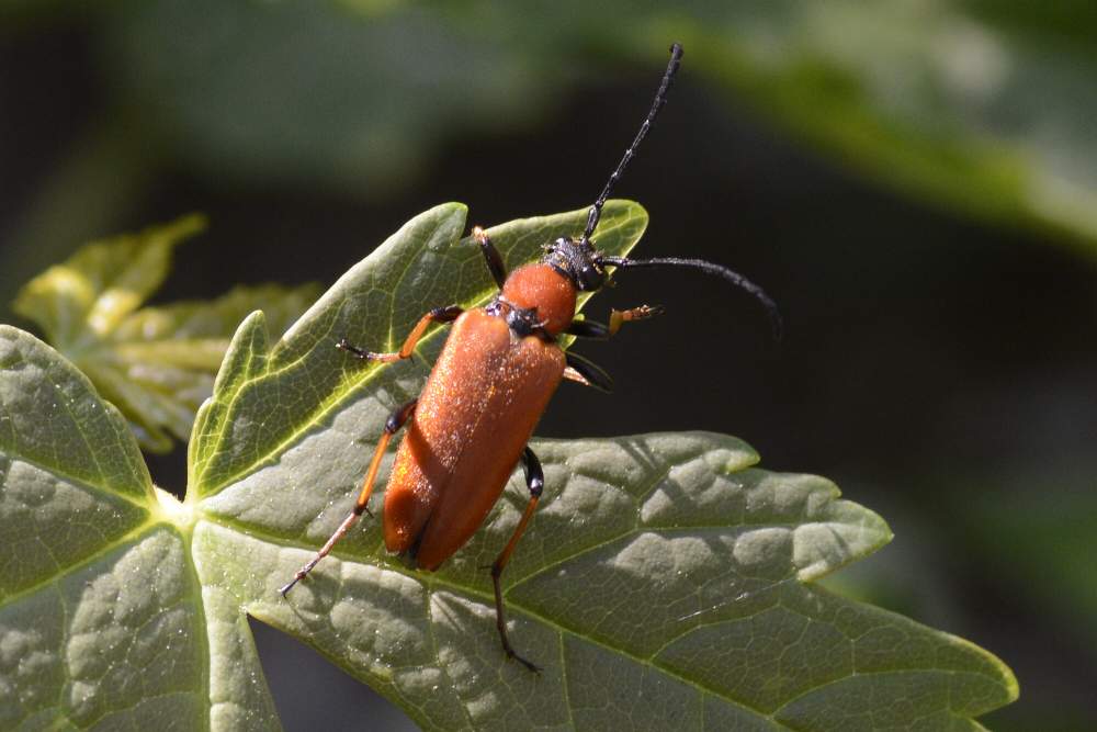 Coleottero arancione da ID - Stictoleptura rubra ssp. rubra