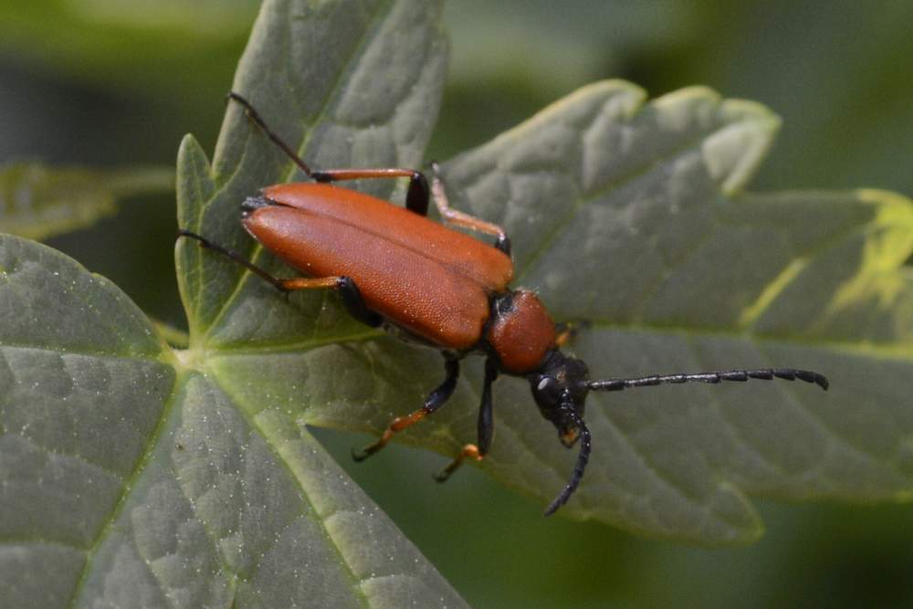 Coleottero arancione da ID - Stictoleptura rubra ssp. rubra