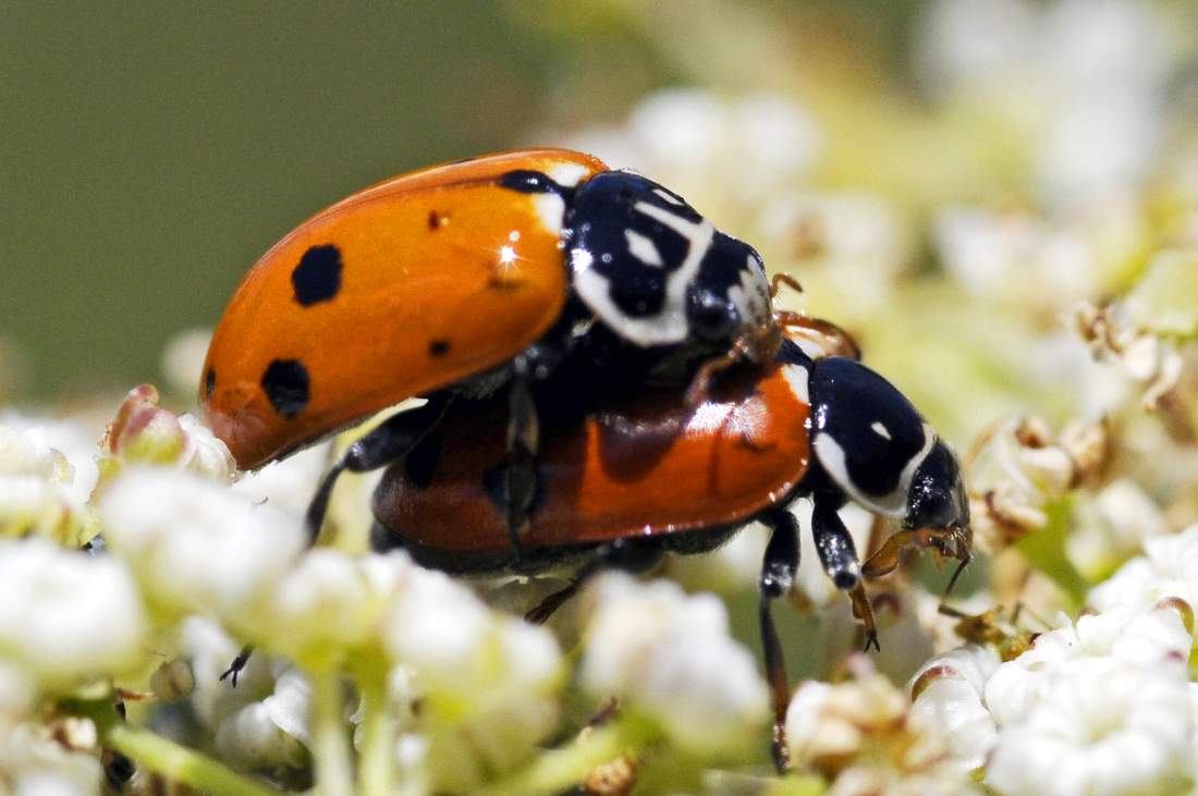 Hippodamia sp. (Coccinellidae) in accoppiamento