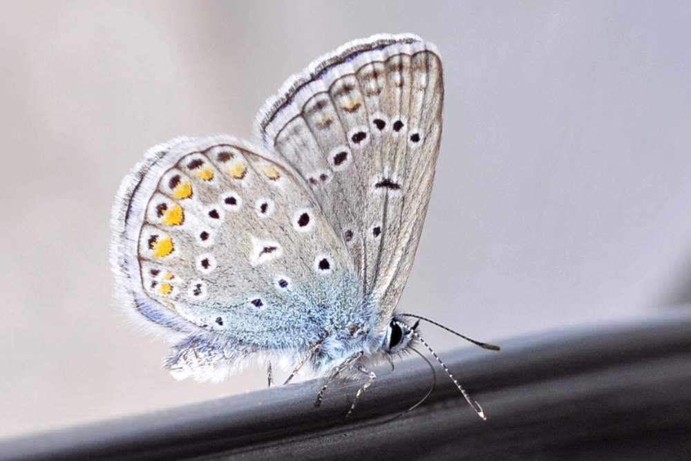 Farfalla da ID forse Polyommatus icarus