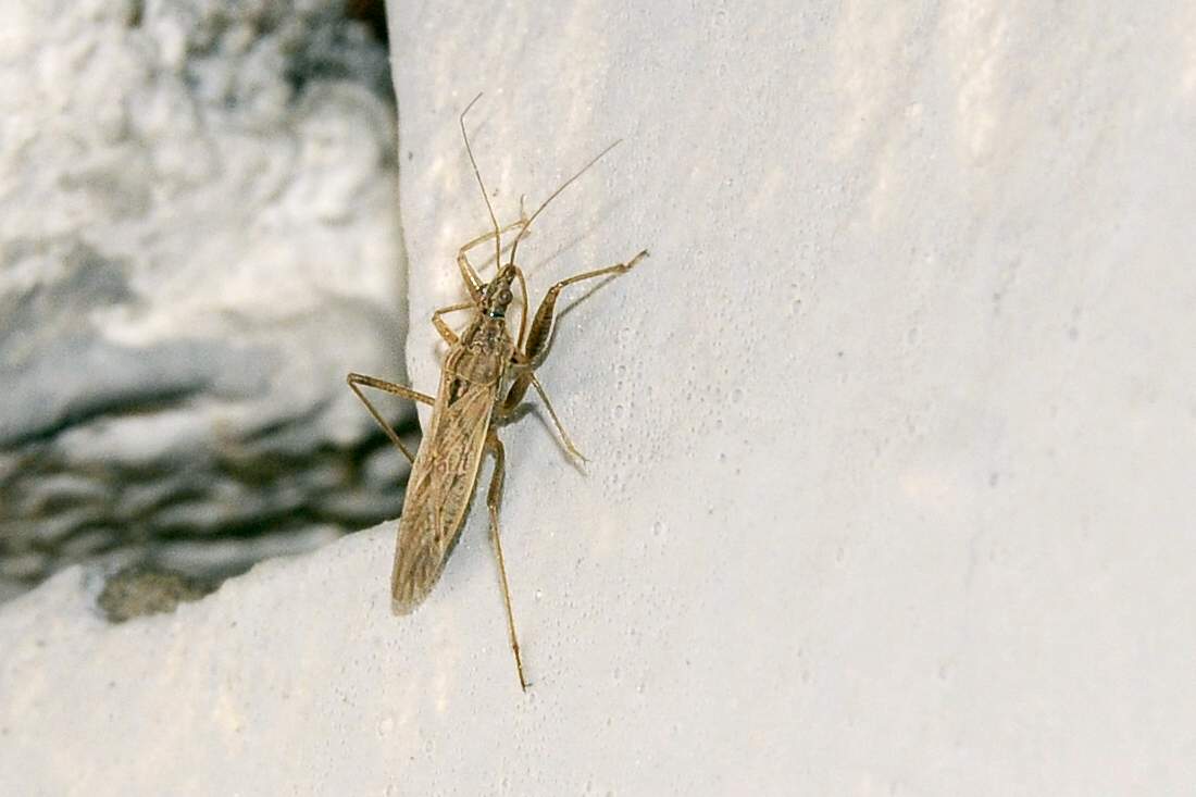 Nabidae: nabis sp. di Montebelluna (TV)