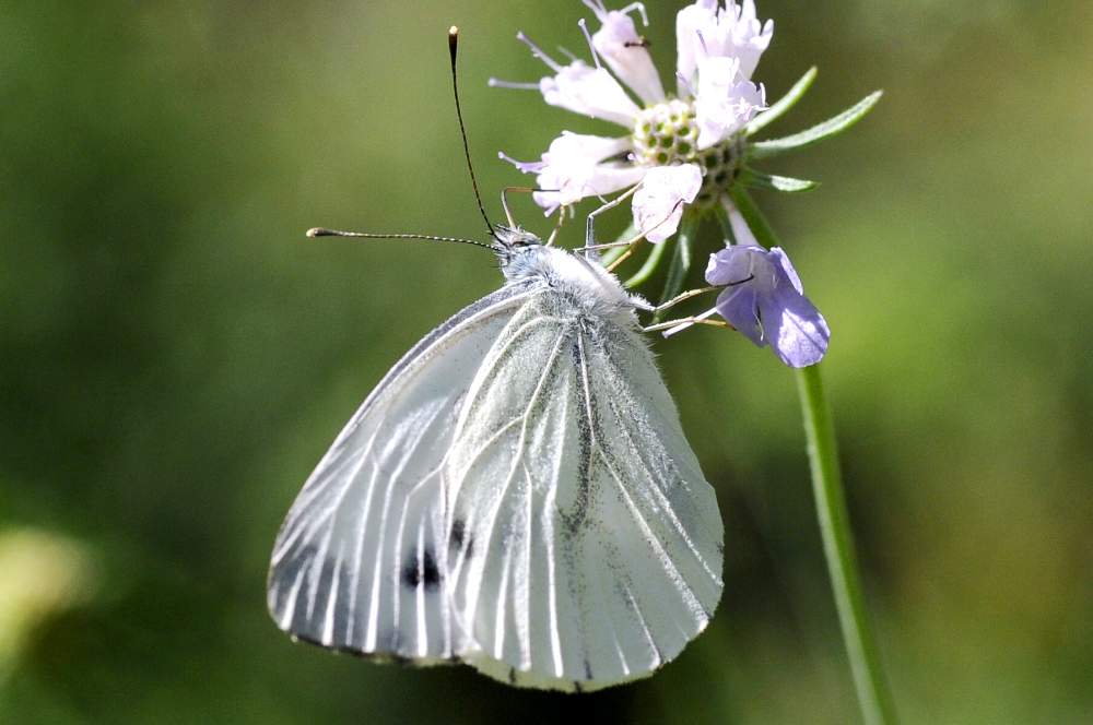 Pieris rapae ? - No, Pieris napi