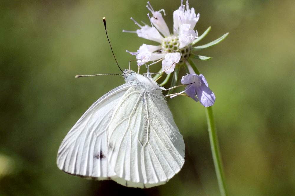 Pieris rapae ? - No, Pieris napi