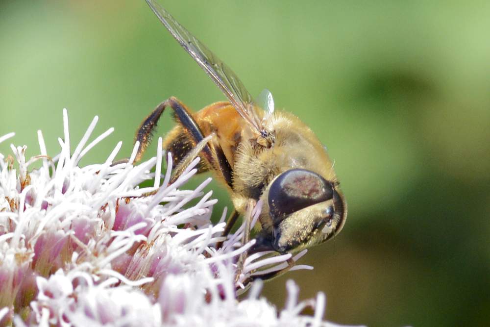 Dittero da ID credo eristalis