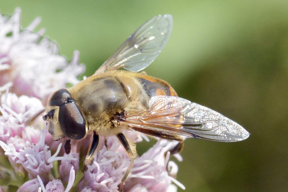 Dittero da ID credo eristalis