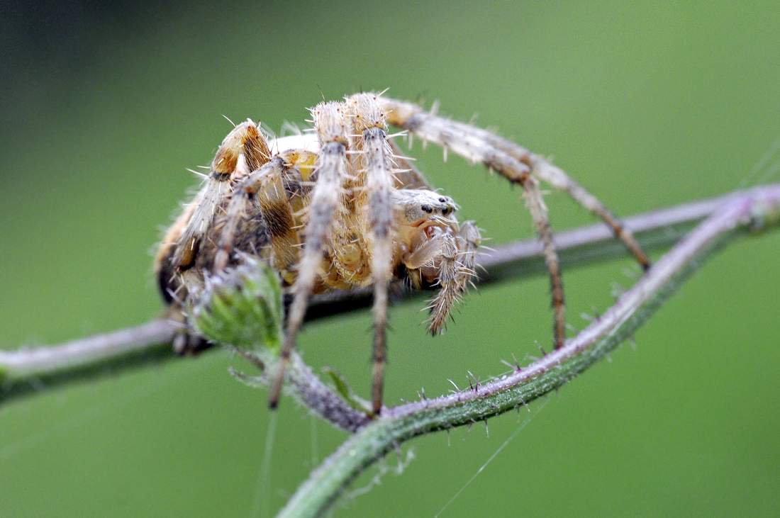 Araneus diadematus - Montenefera (TV)