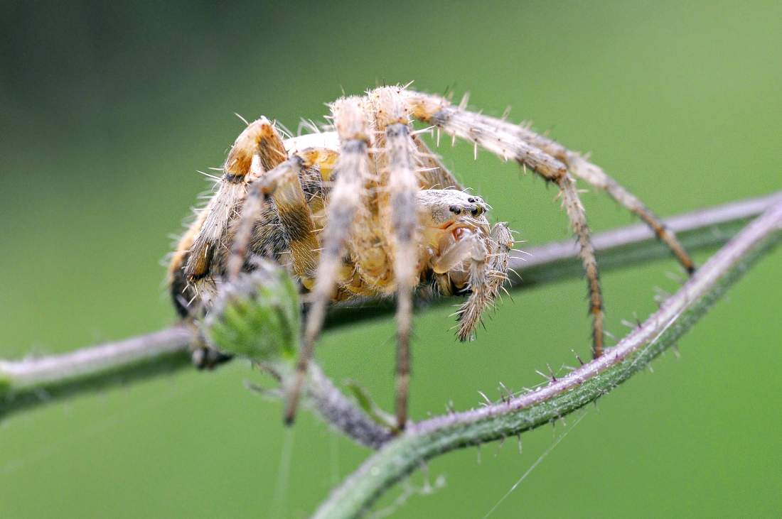 Araneus diadematus - Montenefera (TV)