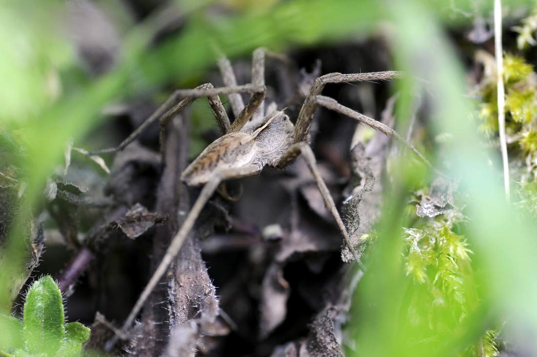 Pisaura sp. - Montenefera (TV)