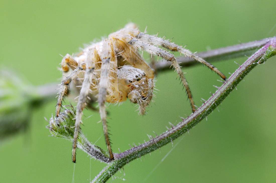 Araneus diadematus - Montenefera (TV)