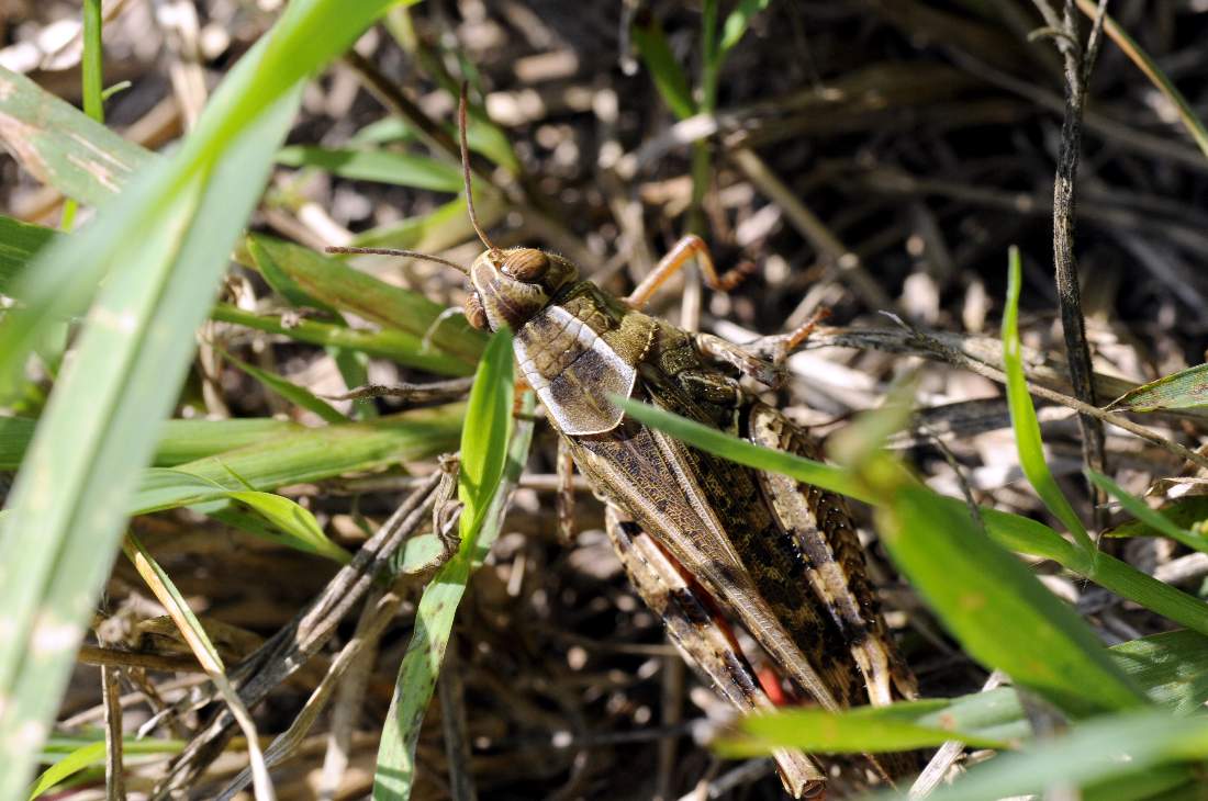 Calliptamus sp.