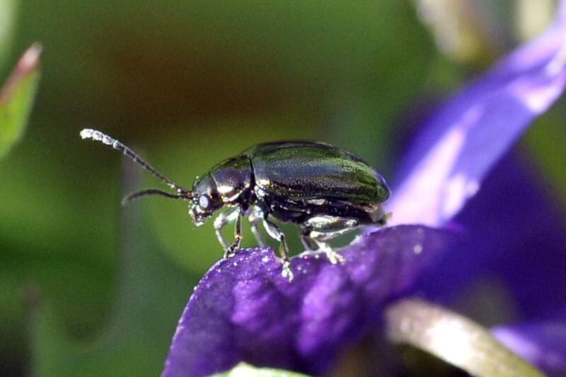 Coleottero da identificare - Chrysomelidae Alticinae