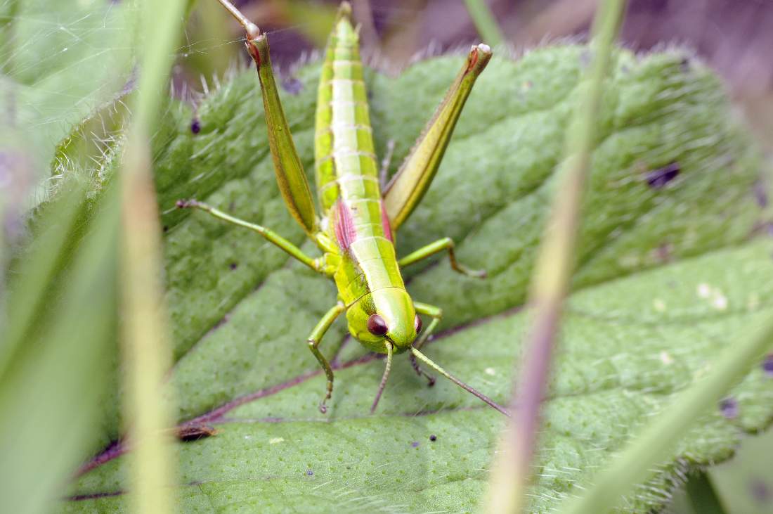 Euthystira brachyptera