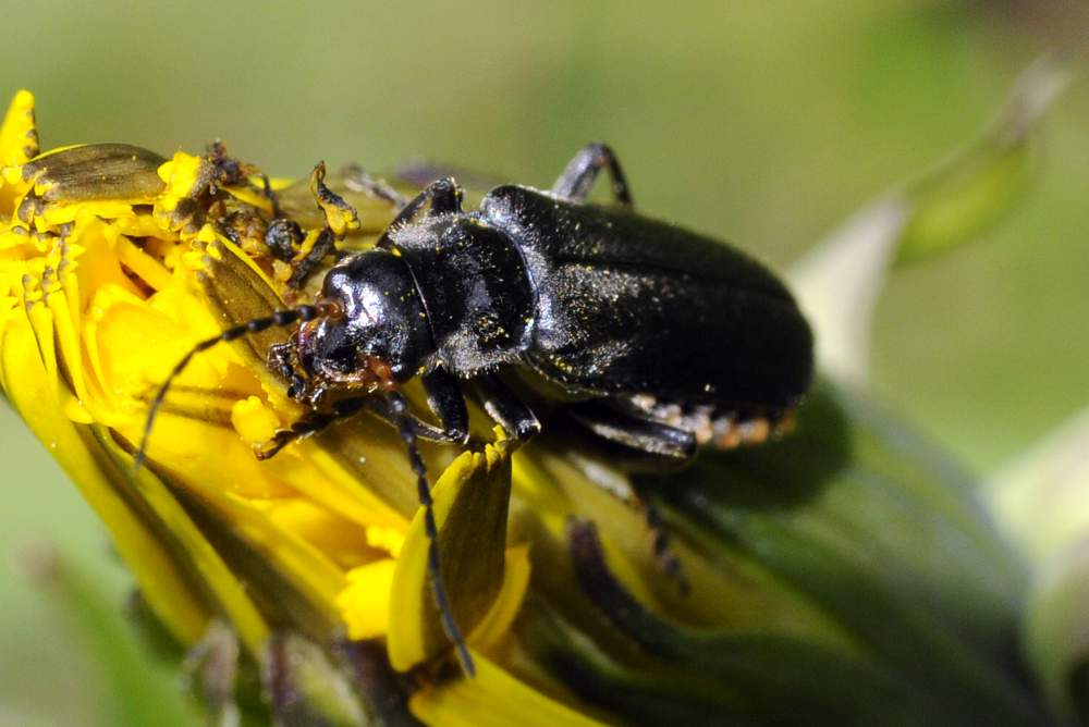 Coleottero da identificare - Cantharis tristis?