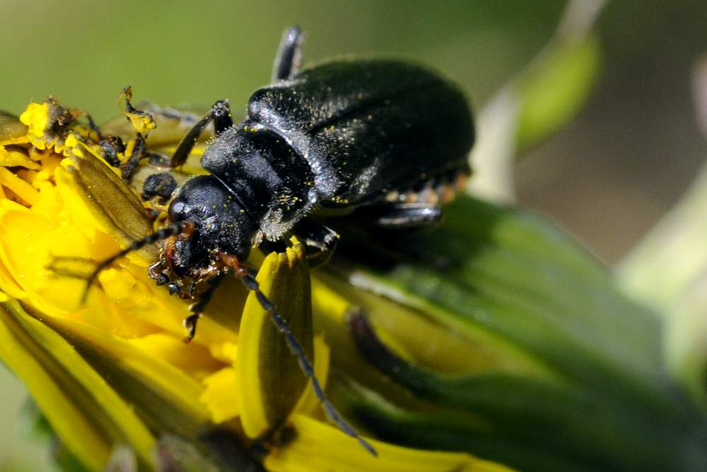 Coleottero da identificare - Cantharis tristis?