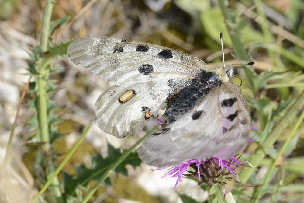 Parnassius apollo Treviso