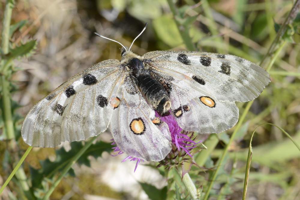 Parnassius apollo Treviso