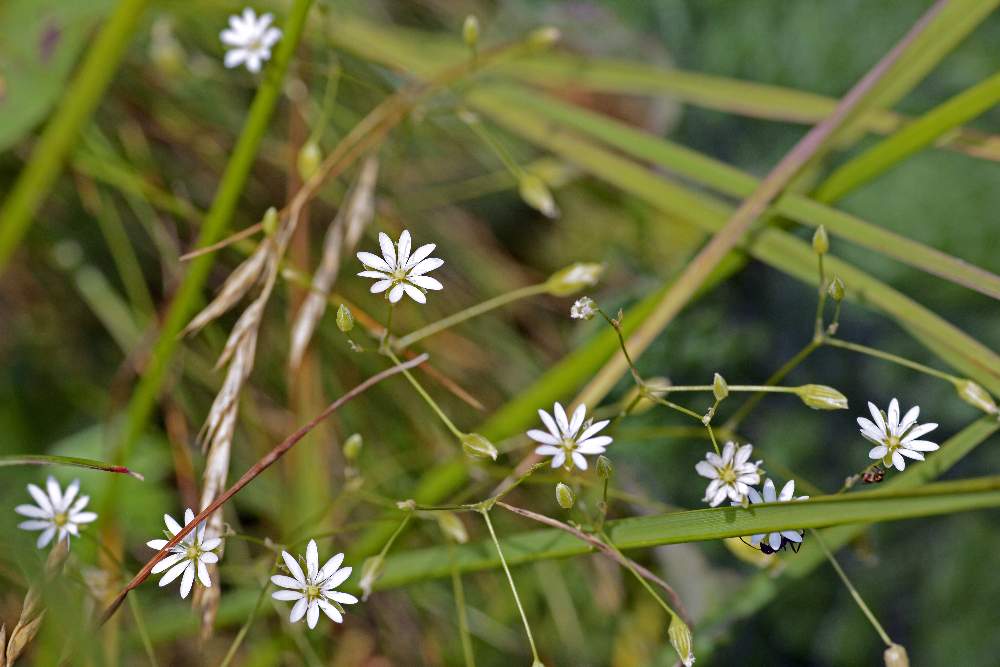 Forse stellaria da ID