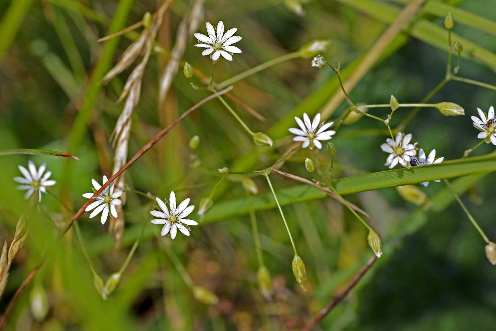 Forse stellaria da ID