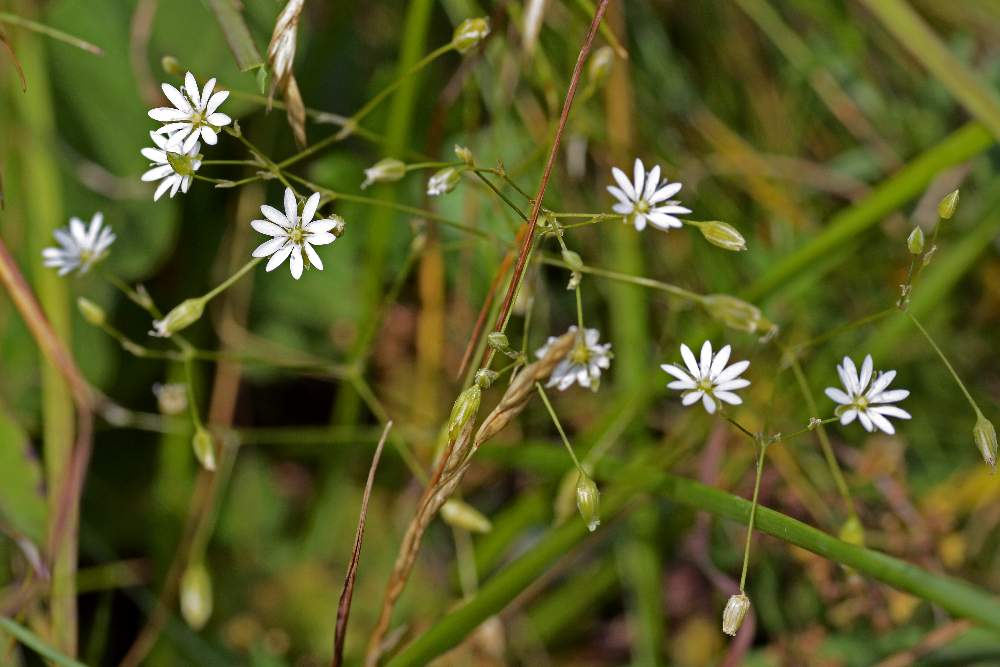 Forse stellaria da ID