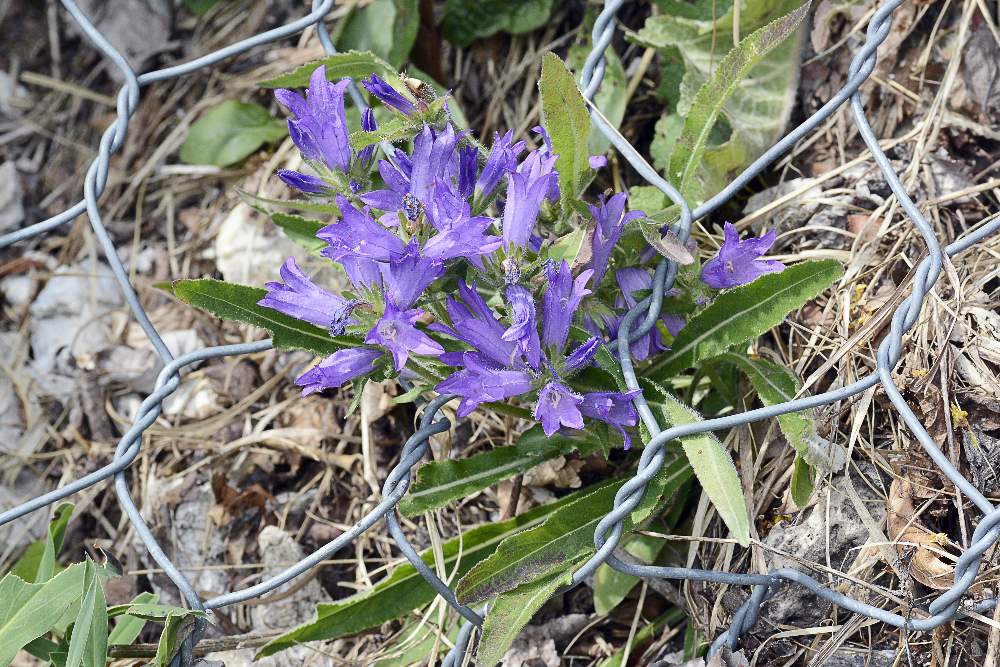 Campanula spicata