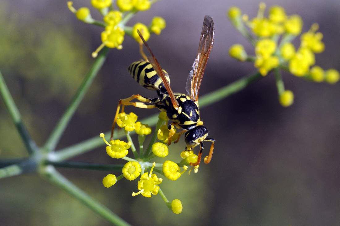 maschio di Polistes cfr gallicus