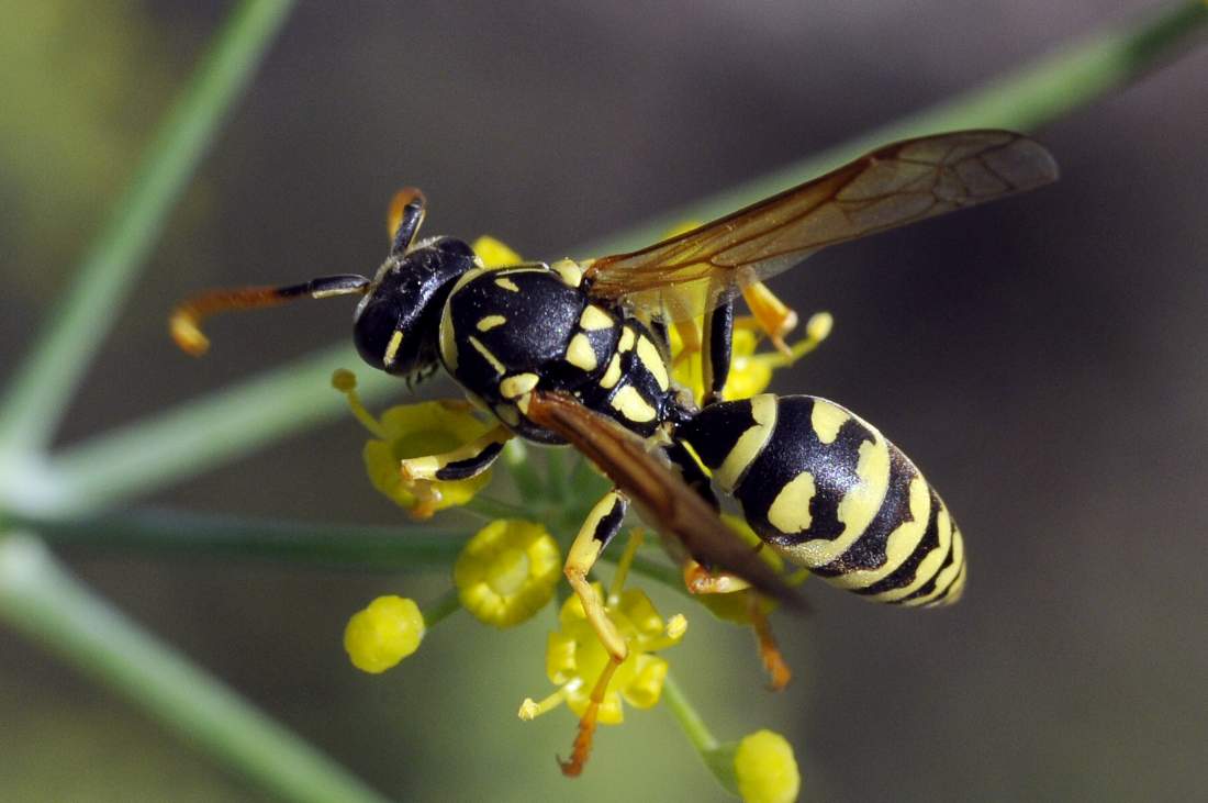 maschio di Polistes cfr gallicus