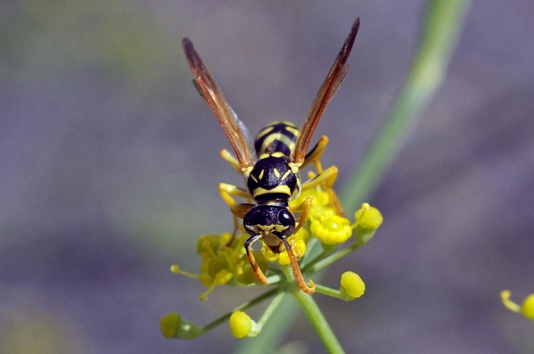 maschio di Polistes cfr gallicus