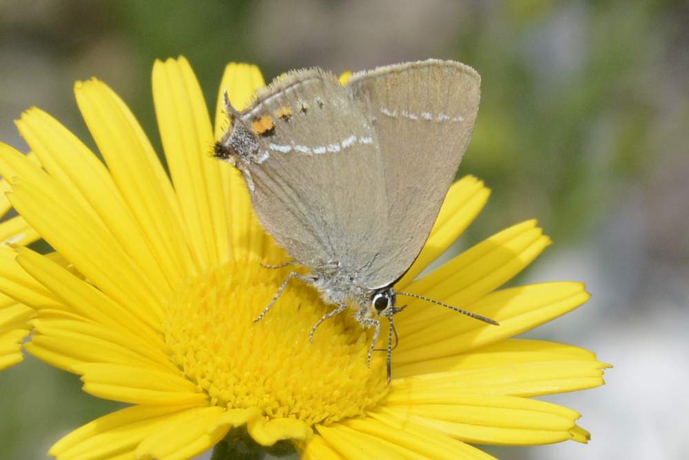 Farfalla da ID forse Satyrium