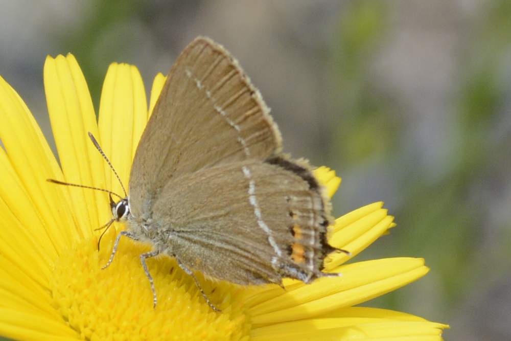 Farfalla da ID forse Satyrium