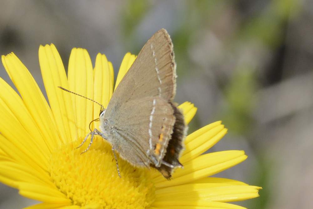 Farfalla da ID forse Satyrium