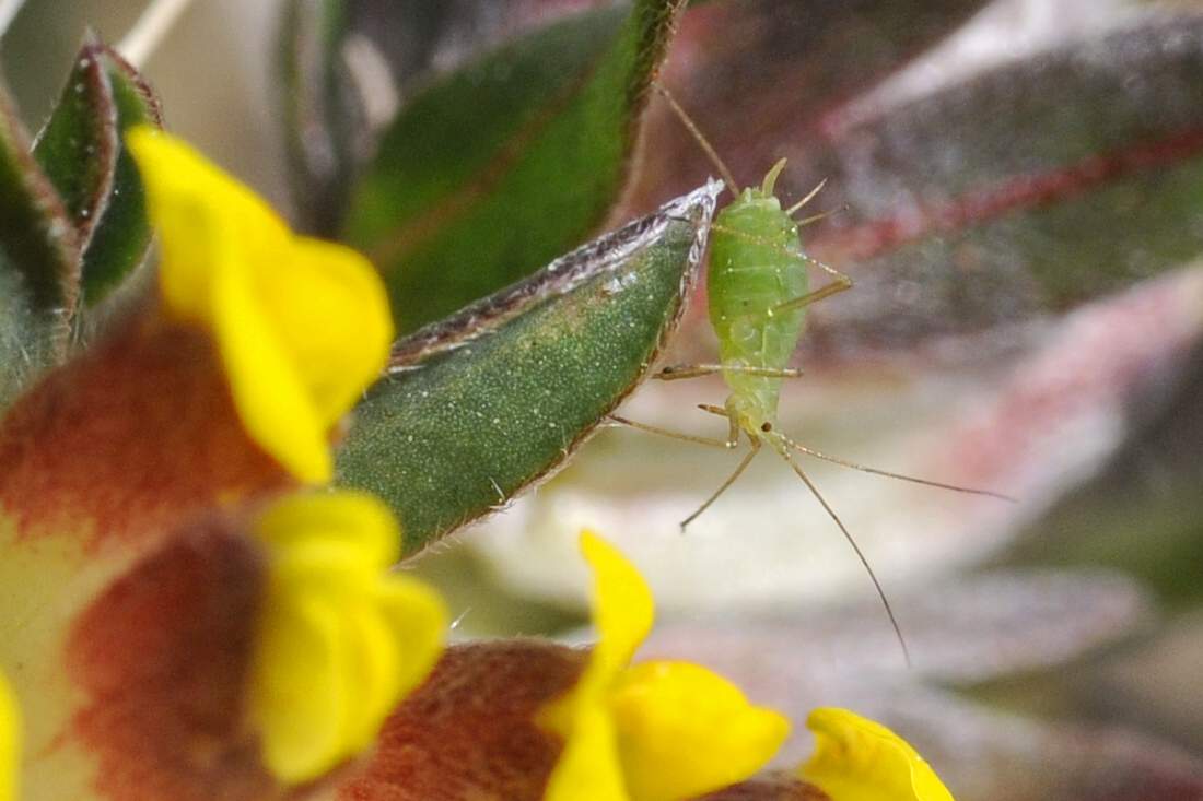 Aphididae - Acyrthosiphon loti del Veneto (TV)