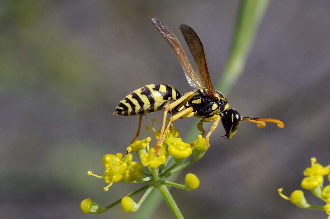 maschio di Polistes cfr gallicus