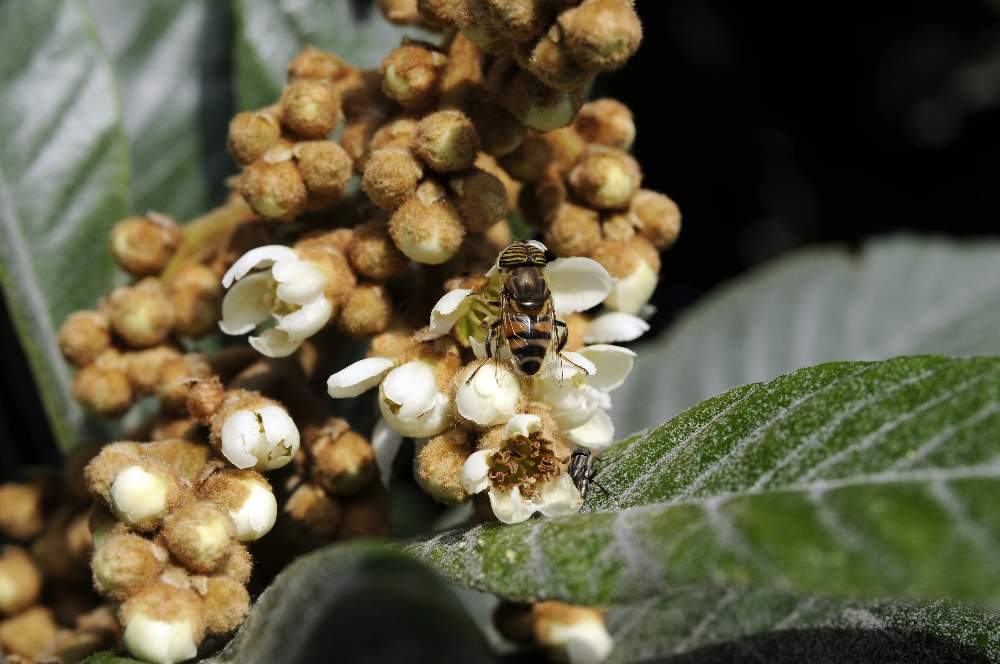 Eristalinus taeniops