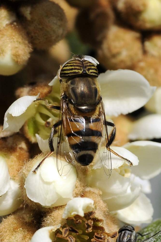 Eristalinus taeniops