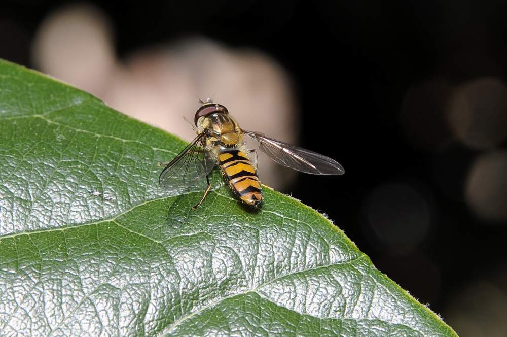 Episyrphus balteatus