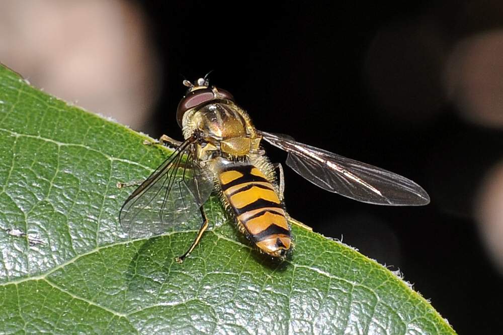 Episyrphus balteatus