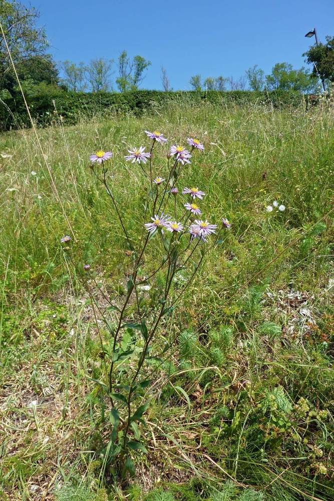 Aster amellus / Astro di Virgilio