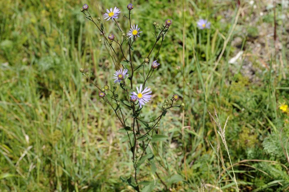 Aster amellus / Astro di Virgilio