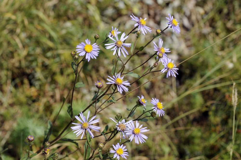 Aster amellus / Astro di Virgilio